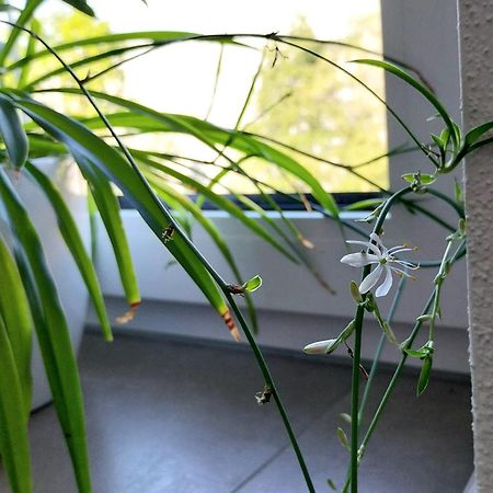 Kempten Mit Bauernhof-Flair Bagian luar foto
